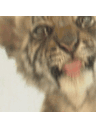 Фото профиля Jurián🐅🔆