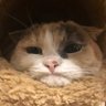 Profilbild von がぶちゃん