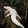 Mweupe Kama Mamba profil fotoğrafı
