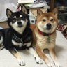 Profilbild von パピパピはるる