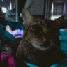 AA's profile picture
