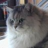 ちゃっぴー's profile picture