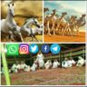 Profilbild von مجلس عتيبه العام