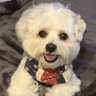 Snowy2014's profile picture
