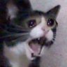 poppy's profile picture