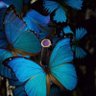 Reema 🦋 profil fotoğrafı