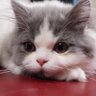 ちゃる profil fotoğrafı