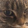 Karla Hase's profile picture