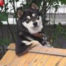 koba840's profile picture