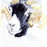 Swaledale Mutton Co.'s profile picture