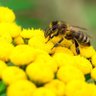 BeekeeperCN profil fotoğrafı