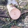 Profilbild von Shore Tupp