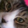 Profilbild von やらわん🏕📷🐈😻