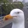 Steven Seagull's profile picture