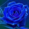 Rose Blue 的头像