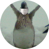 きゃも profil fotoğrafı
