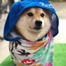 Andrew Le's profile picture