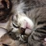 Фото профиля 森猫太鼓