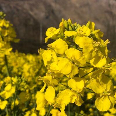 SysSys82994442's profile picture