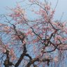 Фото профиля もるがないと