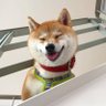 hengtezhang's profile picture