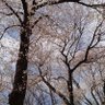 ふっく 的头像