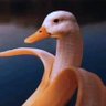 bo nadir profil fotoğrafı