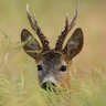 Aristere Hubert profil fotoğrafı