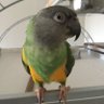 ひらりん♪ 的头像