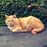 faithlessねこ💓☎️ profil fotoğrafı