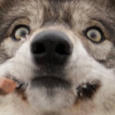 LoneWolf_Gaming's profile picture