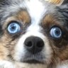 Aussie Shep's profile picture