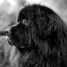 Profilbild von BlackLion1411