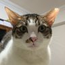 copli profil fotoğrafı