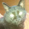 Фото профиля 黒猫の凛