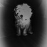 Krpl 🇺🇸🇸🇪🇪🇺🗺️🐕🐱's profile picture