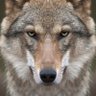 Alter Wolf 的头像