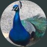 Laure's profile picture
