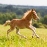 fonner park foal's profile picture