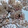 Фото профиля Toshiyuki Ujiie