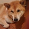 Фото профиля ロヒちゃん 鬱闘病中