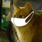 猫うどん's profile picture