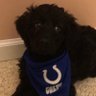 Profilbild von Colts🏈 Pacers🏀