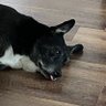 J Roll 🐕🐕🐈🦡 🥃 profil fotoğrafı