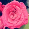 YaNeBudur's profile picture