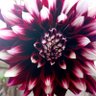 Copil Spiritual Const.. profil fotoğrafı