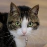 ちびにゃん🐈さいたま's profile picture
