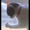 luo lufy profil fotoğrafı