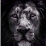 Profilbild von Lionking