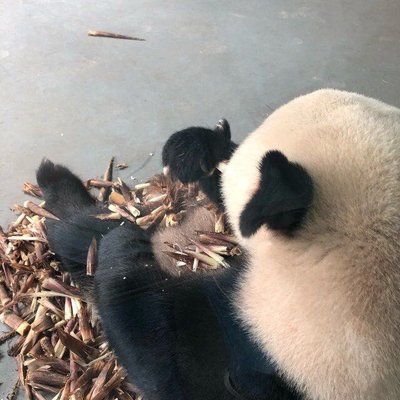 𝕏 Liu's profile picture
